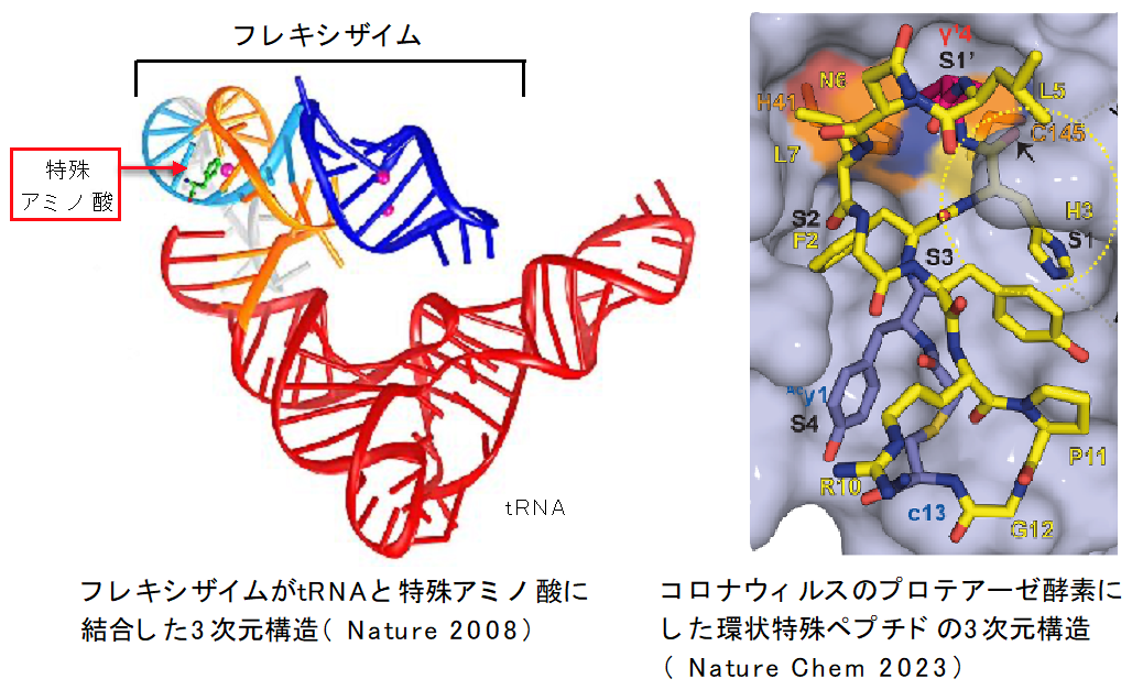 （左）フレキシザイムがtRNAと特殊アミノ酸に結合した３次元構造（Nature 2008）（右）コロナウィルスのプロテアーゼ酵素にした環状特殊ペプチドの３次元構造（Nature 2023）
