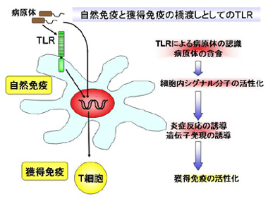 TLR