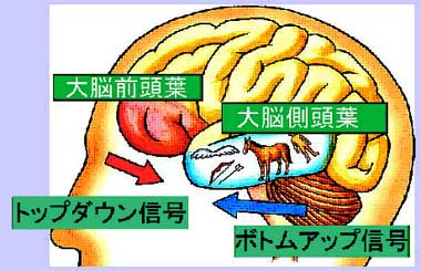 トップダウン信号