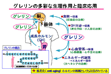 グレリンの多彩な生理作用と臨床応用