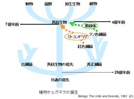 植物オルガネラの誕生