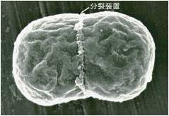 葉緑体の分裂装置による分裂