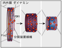 分裂装置の構造と収縮モデル