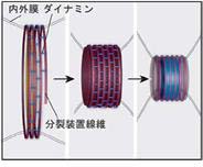 分裂装置の構造と収縮モデル