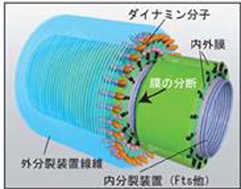 分裂の最後の膜の分断モデル