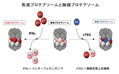 免疫プロテアソームお胸腺プロテアソーム