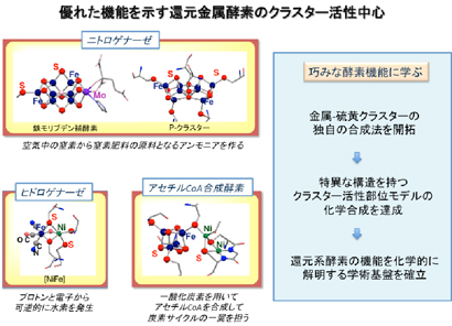 還元金属酵素のクラスター活性中心