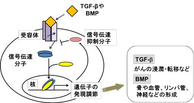 宮園氏の業績