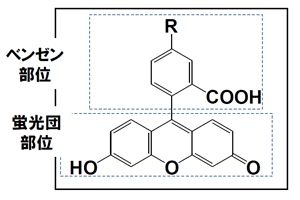 フルオレセイン誘導体