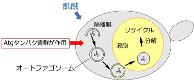 大隅氏の業績