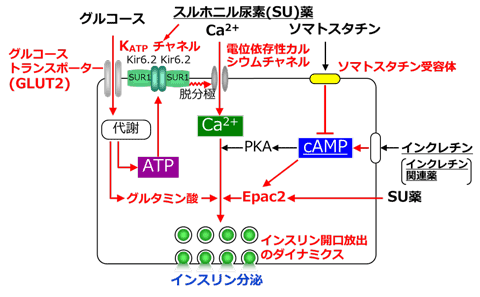 インスリン分泌の基本分子機構