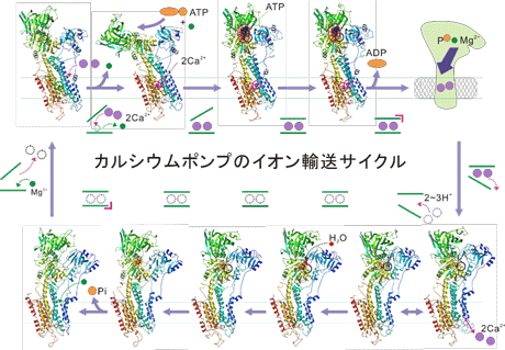 カルシウムポンプのイオン輸送サイクル