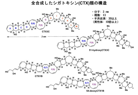 全合成したシガトキシン類の構造
