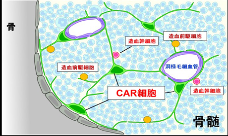 長い細胞突起を持つCAR細胞が造血幹・前駆細胞のニッチを構成する。