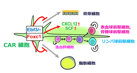 CAR細胞