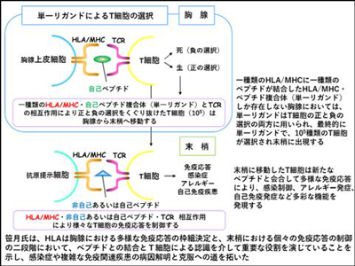 HLAによる免疫応答制御