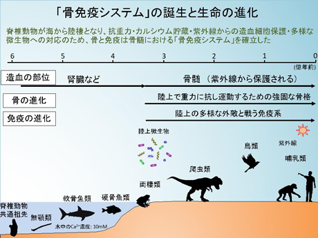 Osteoimmunology