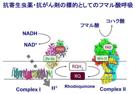 抗寄生虫薬・抗がん剤の標的としてのフマル酸呼吸