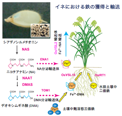 イネにおける鉄の獲得と輸送