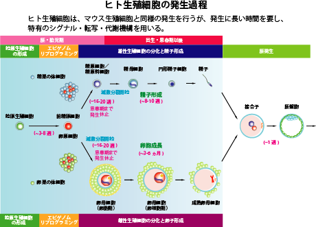 ヒト生殖細胞の発生過程