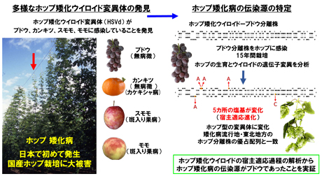 多様なホップ矮化ウイロイド変異体の発見、ホップ矮化病の伝染源の特定