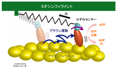 図１　アクチン繊維(フィラメント)の上をミオシンがブラウン運動しながら前に進む。