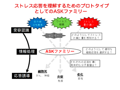 ストレス応答を理解するためのプロトタイプとしてのASKファミリー