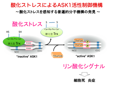 酸化ストレスによるASK1活性制御機構