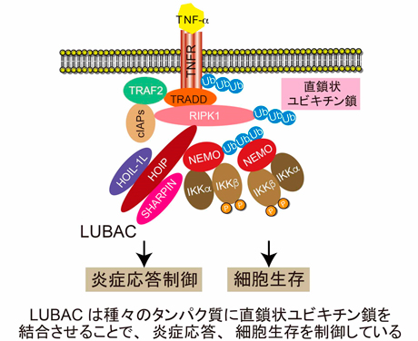 LUBACは種々のタンパク質に直鎖状ユビキチン鎖を結合させることで、炎症応答、細胞生存を制御している
