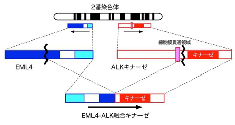 EML4-ALK融合キナーゼの産生