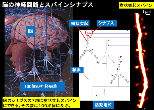 脳の神経回路とスパインシナプス