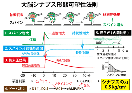 大脳シナプス形態可塑性法則