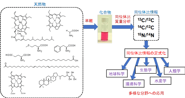 多様な化合物の集合体である天然物から特定の化合物を取り出してその同位体比を正確に測定し、同位体比を変動させる要因を理解するとともに各分野に応用して自然界で起きた事象を読み解く。