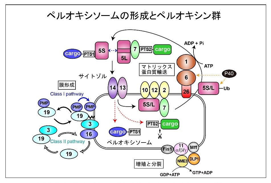 ストレス応答を理解するためのプロトタイプとしてのASKファミリー