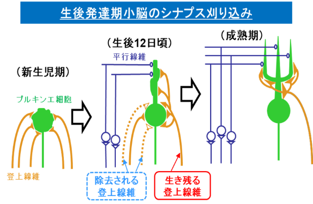 生後発達期小脳のシナプス刈り込み