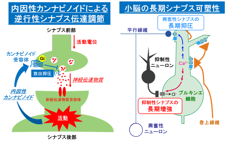 内因性カンナビノイドによる逆行性シナプス伝達調節・小脳の長期シナプス可塑性