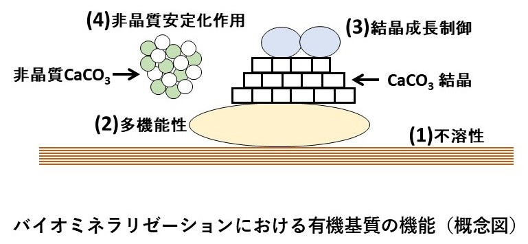 バイオミネラリゼーションにおける有機基質の機能