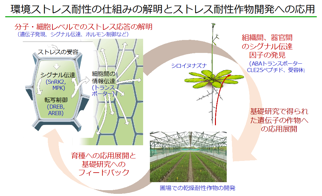 環境ストレス耐性の仕組みの解明とストレス耐性作物開発への応用