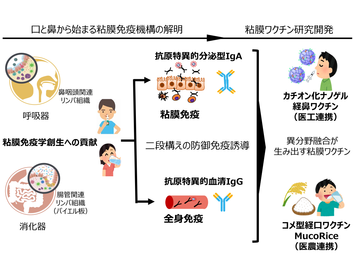 抗原を経口・経鼻投与することで、粘膜免疫と全身免疫の両方を活性化し、抗原特異的分泌型IgAと血清IgG抗体が誘導でき、二段構えの防御免疫が成立する。その研究成果に立脚し、異分野融合研究開発を先導し、コメ型経口ワクチンMucoRiceとカチオン化ナノゲル経鼻ワクチンに代表される粘膜ワクチンの開発を進めてきた。