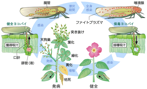 ファイトプラズマの生活環