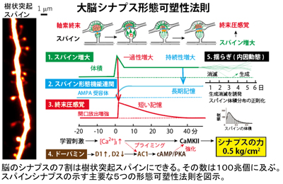 大脳シナプス形態可塑性法則