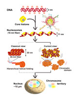 From Regular Fibers to Fluid: The New View of Chromatin Organization