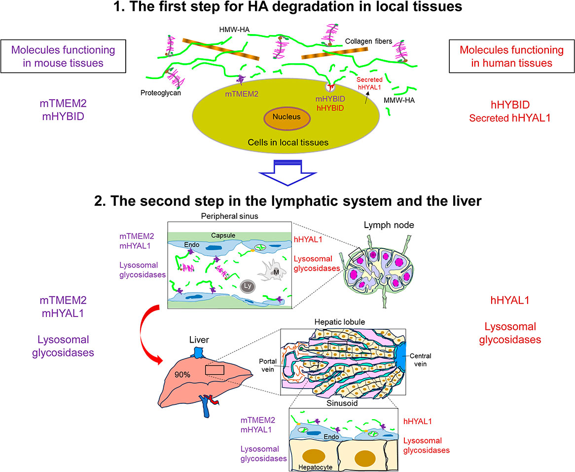 Hypothesis of hyaluronan (HA) degradation mediated by HYBID and TMEM2 in mice and humans
