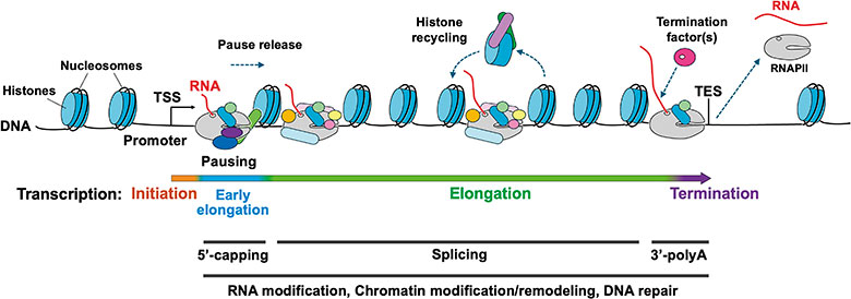 Transcription elongation and associated functions