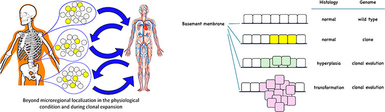 Clones in blood and epithelium