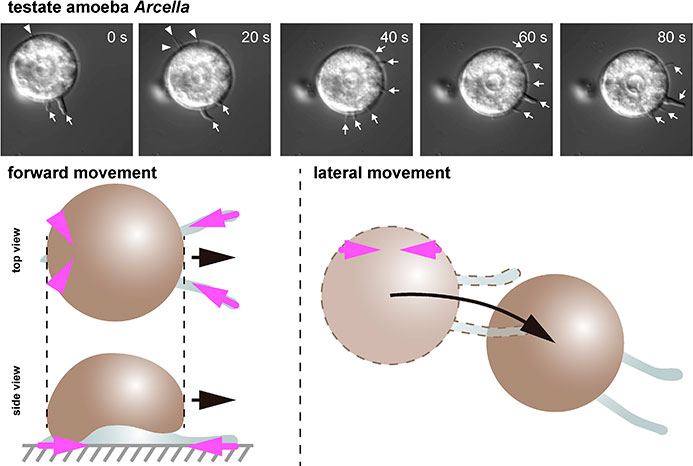A kind of testate amoeba, Arcella sp., employs multiple pseudopods for locomotion. We investigated the characteristics of pseudopod extension and the traction stress in the direction of movement