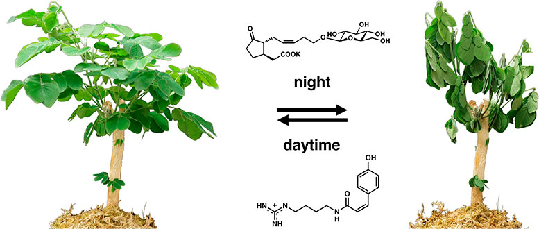 Chemical factors inducing leaf-movement of Samanea saman