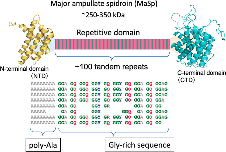 Schematic diagram of the domain structure of major ampullate spidroin