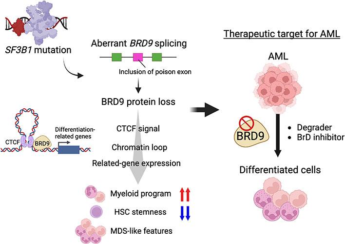 Chemical factors inducing leaf-movement of Samanea saman